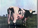 PINK FLOYD ATOM HEART MOTHER MFSL NEW SEALED PERFECT