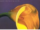 Org Gothrock - Independent, Swans - The Burning World