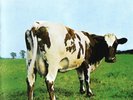 Pink Floyd - Atom Heart Mother LP 1970 / Stereo Ex Cond