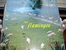 THE FLAMINGOS The Flamingos LP Checker