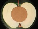 BEATLES  APPLE MISTAKE PRESSING, BLANK LABEL, ELEANOR RIGBY, 1970's U.S.A. 45