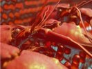 FRUITS DE MER,Cranium Pie LP,Mechanisms Pt 1 BLACK vinyl,NEW,100 only & OOP