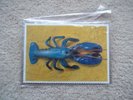 SUPER RARE B52s Picture disc (rectangular) ROCK LOBSTER / PLANET CLAIRE MINT