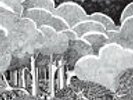 SHIDE & ACORN - Under The Tree  ACME LP Neu