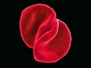 PETER GABRIEL - SCRATCH MY BACK - 200g BLACK VINYL - MINT
