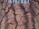 WALT ROCKMAN BIOLOGY LP LIBRARY SONOTON