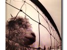 PEARL JAM VS 1993 RARE ORIGINAL US GATEFOLD LP EX CONDITION