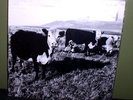 Mark Kozelek 
