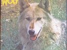 Darryl Way's Wolf Canis Lupus LP 1973 Deram Prog Curved Air EX+ Rare
