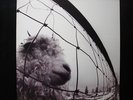 PEARL JAM : VS. 1993 Original LP / VINYL NEU SELTEN