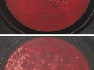 China Chinese 78rpm - Columbia Phonograph Cantonese Dragon