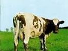 PINK FLOYD ATOM HEART MOTHER HARVEST NO EMI NICE