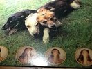 Swans The World Of Skin Ten Songs For Another World Vinyl RAR