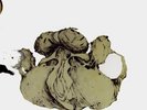 Coil - The Ape Of Naples / The New Backwards - Vinyl Box Set - Limited Edition