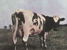 PINK FLOYD- MFSL-LP- ATOM HEART MOTHER- SEALED- OVP 