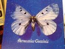 FRANCESCO GUCCINI - PARNASSIUS GUCCINII RARE LP