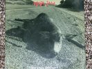 PEARL JAM 1992 TEN CLUB CHRISTMAS SINGLE WHO KILLED RUDOLPH 7