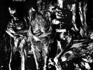 NURSE WITH WOUND Insect & Individual Silenced LP NM/OOP True 1st Press 1981 NWW