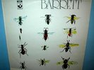 SYD BARRETT  Barrett  LP    UK pressing     psych     Pink Floyd