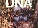 A Taste of DNA [American Clave] 1981 Original Arto Lindsay, Ikue Mori