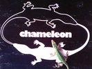 CHAMELEON  private Rock AOR LP 1981 + Poster Minneapolis, Charlie Adams