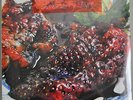 ANIMAL COLLECTIVE - Strawberry Jam - 2 12