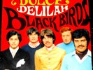 BLACKBIRDS    ---  dolce delilah  ---
