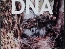DNA ORIGINAL 1st PRESS  NM VINYL LINDSAY MORI WRIGHT DEBUT ALBUM A TASTE OF DNA