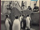LES PINGOUINS RARE EP Thierry Vincent / Dominique Blanc-Francard............
