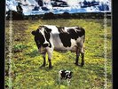 Pink Floyd UPELKUCHEN LUND 1970  box set 30 copies splatter wax very nice