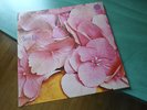 STILL LIFE SAME ORIG UK VERTIGO SWIRL MONSTER RARE LP PROG PSYCH