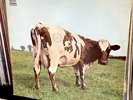 LP PINK FLOYD ATOM HEART MOTHER HARVEST 1970 RARO ORIGINAL COPERTINA APRIBILE