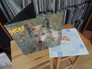 DARRYL WAY´S WOLF CANIS LUPUS 1973 MINT UK 1ST DERAM