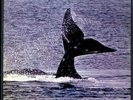 RING'O / APPLE RECORDS. John Tavener THE WHALE. 1977