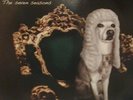 NEW TROLLS - CONCERTO GROSSO / The seven seasons (2 LP) NM/NM