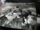 RUSH PRESTO 1990 NEAR MINT LP ARCHIVE CONDITION