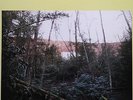 Bonnie Prince Billy Self Titled S/T LP vinyl record indie sealed will oldham