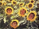 Sunnyboys - Individuals FOC