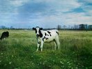 Pink Floyd - Screaming Abdabs - The Dark Side Of The Moo (Vinyl LP, 1986, New)