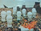 Super RARE / CRESSIDA / ASYLUM / VERTIGO / 1971 / Fr / EX