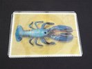 THE B-52'S ROCK LOBSTER 7