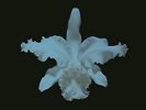 KINGS OF LEON - AHA SHAKE HEARTBREAK 10
