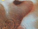 PINK FLOYD - MEDDLE - DE - NM
