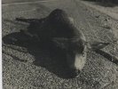 PEARL JAM Who Killed Rudolph 45 + PS Sonic Reducer 1992 Promo NM-