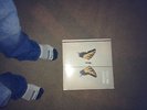 Paramore - brand new eyes LP YELLOW / BLACK VINYL NEW AND SEALED fall out boy