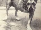 ALICE IN CHAINS   3 Legged Dog vinyl 2-LP unplayed color w/inserts Purple Lp