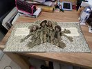 Jethro Tull LP Stand Up UK Pink Island Press Textured labels  10 picture