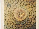 KING CRIMSON Groon RARE Germany 45 non-LP tune CAT FOOD prog psych LISTEN