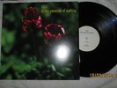 LILYS-IN THE PRESENCE OF NOTHING