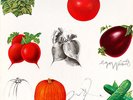 JIM DINE HANDSIGNIERTES ALBUMCOVER VINYL LP BEST OF CREAM VP: 150,-€